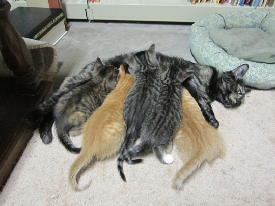 That's a lot of cat mass.