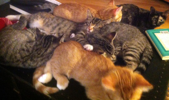 Contrary to popular belief, you can have too many kittens.