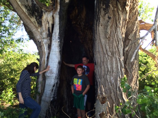 big tree in seward county